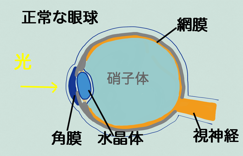 正常な眼球