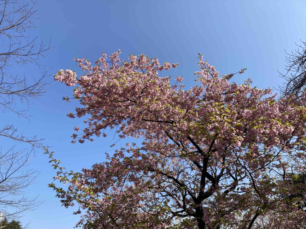 河津桜