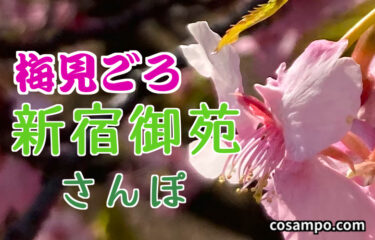 【都会のオアシス】新宿御苑で春🌸を見て来ました！