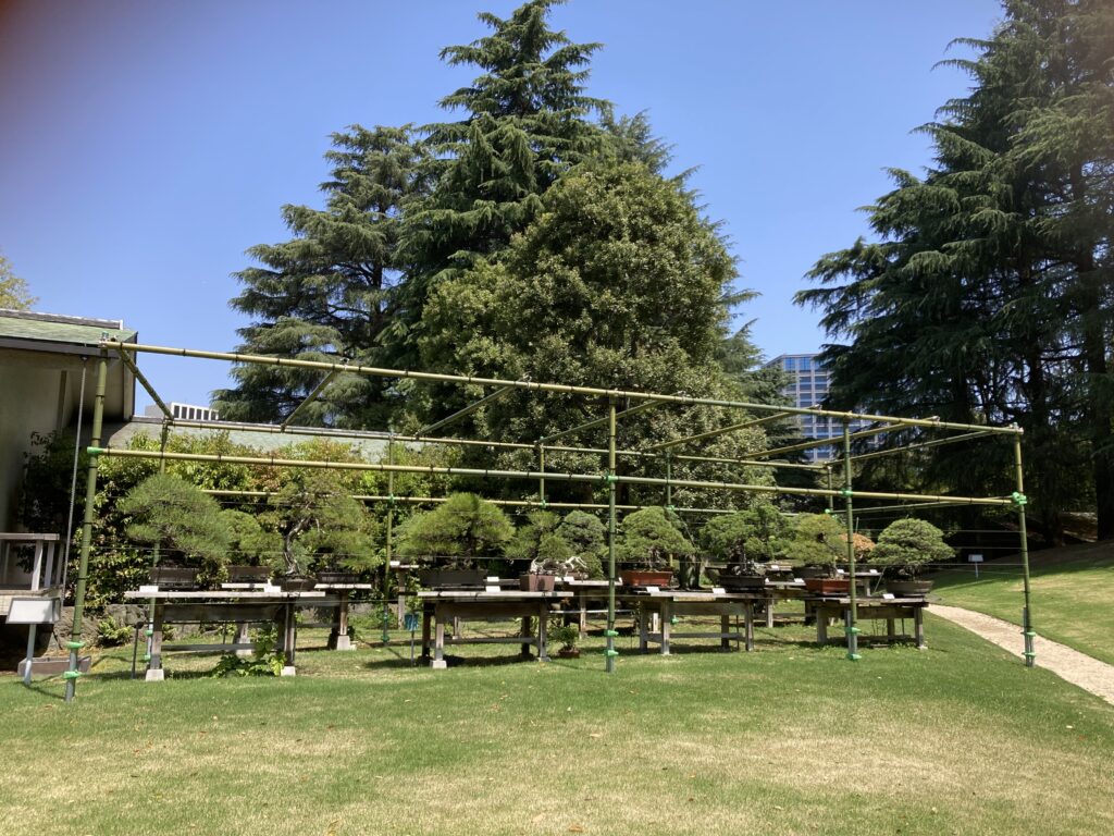 庭に置かれた盆栽