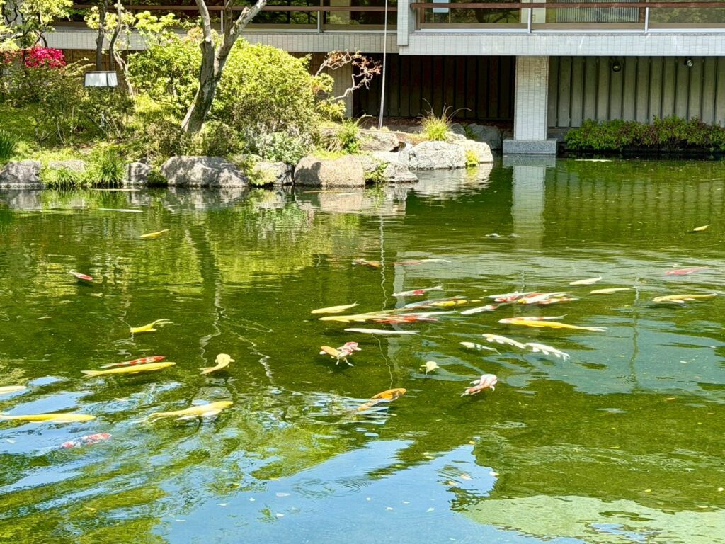 赤坂離宮　和風別館の池の鯉