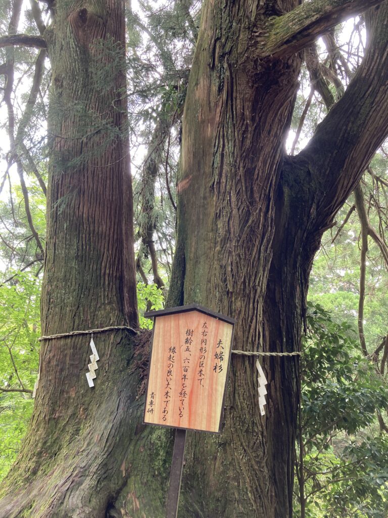 夫婦杉　
