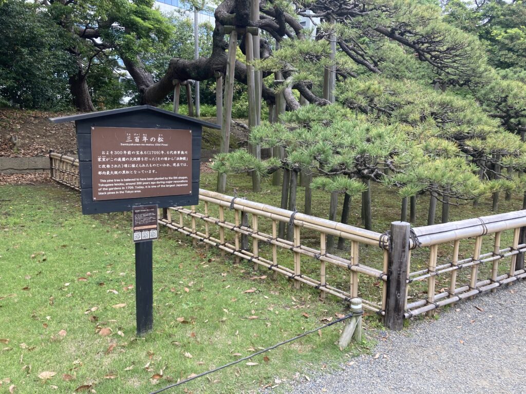 庭園を大改修したときの偉業をたたえて植えられたと言われ三百年の松